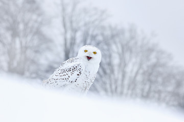 Fototapeta premium Bird snowy owl sitting on the snow in the habitat, winter scene with snowflakes in wind.
