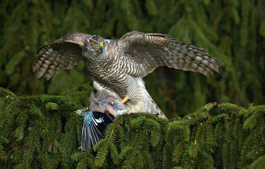 Fototapeta premium Bird of prey Goshawk kill European Jay on the green spruce tree