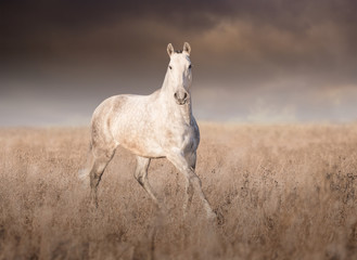 Obraz premium Gray horse run