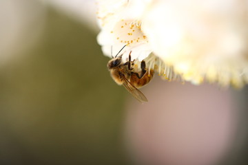 蜜蜂と白梅の花
