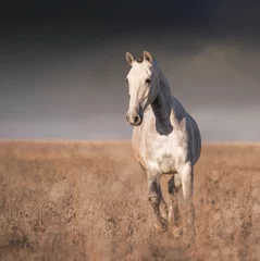 Foto auf Leinwand Gray horse run © ashva