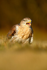 Bird of prey Red-tailed Hawk, Buteo jamaicensis, portrait with open bill with blurred habitat in background