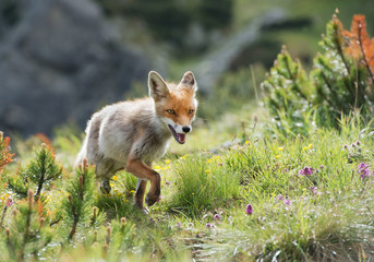 Red fox walking in grass and mountain pine, Slovakia, Europe
