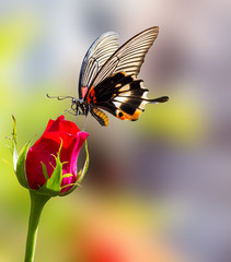 Fototapeta premium Female yellow body Great mormon Butterfly on rose flower