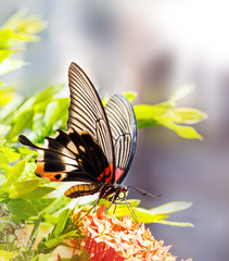 Female yellow body Great mormon Butterfly on flower