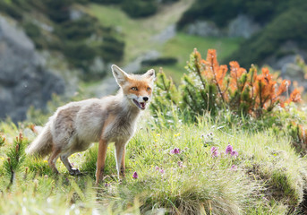 Red fox standing in grass and mountain pine, Slovakia, Europe