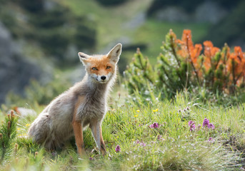 Red fox sitting in grass and mountain pine, Slovakia, Europe