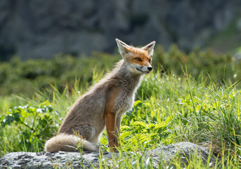 Red fox sitting in grass, curious,  Slovakia, Europe