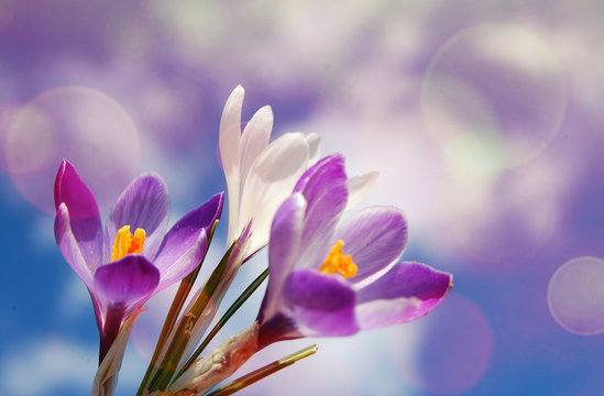 flower blossom in spring background