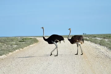 Crédence de cuisine en verre imprimé Autruche Ostrich in Etosha, Namibia
