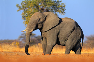 Fototapeta na wymiar Big African Elephant, on the gravel roaad, with blue sky, Chobe National Park, Botswana