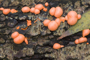 Lime mold Wolf's Milk (Lycogala epidendrum) on a dead trunk