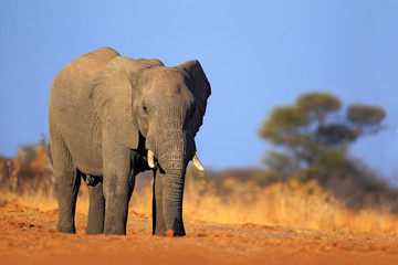 Fototapeta na wymiar Big African Elephant, on the gravel roaad, with blue sky, Chobe National Park, Botswana