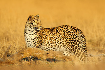 African Leopard, Panthera pardus shortidgei, Hwange National Park, Zimbabwe