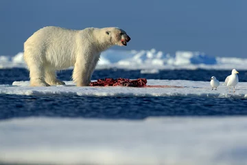 Photo sur Plexiglas Ours polaire Gros ours polaire sur glace dérivante avec phoque, squelette et sang tués dans la neige, Svalbard, Norvège