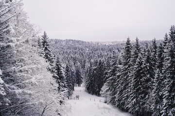 Beautiful snow forest in a winter like a card