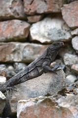 Iguana