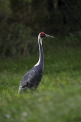 Big bird White-naped Crane, Grus vipio, with red head, China