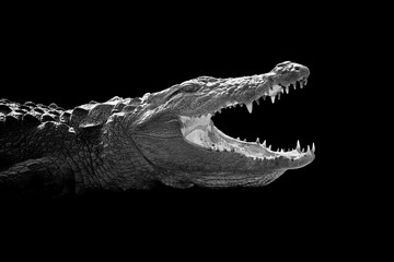 Krokodil op donkere achtergrond