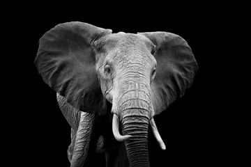 Elefant auf dunklem Hintergrund © byrdyak