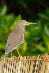 Indian Pond Heron, Ardeola grayii grayii, sitting on bamboo fence in the nature swamp habitat, green forest at background Yala National park, Sri Lanka