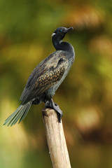 Indian Cormorant, Phalacrocorax fuscicollis, dark bird in nature habitat, sitting on the branch with clear green background, Bundala National Park, Sri Lanka