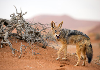 Young jackal standing on red sand of Sossusvlei, with dune in background, Sossusvlei, Namibia, Africa