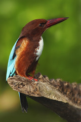 White-throated Kingfisher, Halcyon smyrnensis, exotic brawn and blue bird sitting on the branch, India, Asia