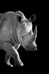 Naklejka premium Rhino on dark background