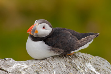 Atlantic Puffin, Fratercula artica, artic bird sitting on the rock, nature habitat, Sweden