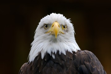 Fototapeta premium Bald Eagle, Haliaeetus leucocephalus, portrait of brown bird of prey with white head, yellow bill, symbol of freedom of the United States of America, Alaska, USA