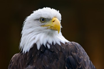 Fototapeta premium Bald Eagle, Haliaeetus leucocephalus, portrait of brown bird of prey with white head, yellow bill, symbol of freedom of the United States of America, Alaska, USA