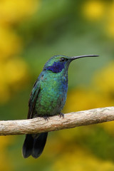Green Violet-ear, Colibri thalassinus, green and blue hummingbird with yellow flowers in the backgroun, nature habitat, tropic forest, Savegre, Costa Rica