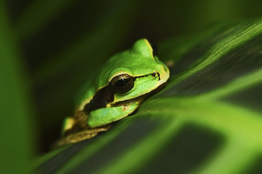 Masked Smilisca, Smilisca phaeota, exotic tropic green frog from Costa Rica, close-up portrait