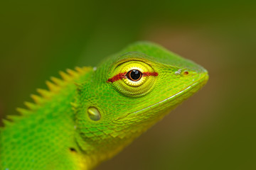 Fototapeta premium Green Garden Lizard, Calotes calotes, detail eye portrait of exotic tropic animal in the green nature habitat, Sinharaja Forest, Sri Lanka