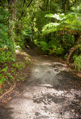 Naklejka na ściany i meble Rain forest walk at Queen Charlotte Track in Marlborough Sounds