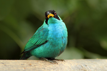 Green Honeycreeper, Chlorophanes spiza, exotic tropic malachite green and blue bird form Costa Rica