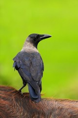 House Crow, Corvus splendens, black and grey bird sitting on furry back of cow, clear green background, Yala National park, Sri Lanka