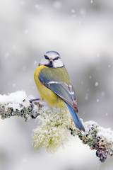 Cute songbird Blue Tit in winter scene, snow flake and nice lichen branch