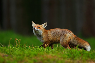 Running Red Fox, Vulpes vulpes, at green forest