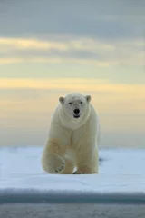 Foto op Plexiglas Ijsbeer Gevaarlijk uitziende ijsbeer op het ijs in Svalbard