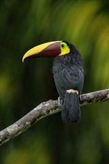 Big beak Chesnut-mandibled Toucan sitting on the branch in tropical rain with green jungle background