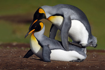 Wild mating king penguins with green background