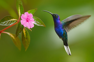 Hummingbird Violet Sabrewing flying next to beautiful pink flower © ondrejprosicky