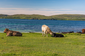 Skye coral beach