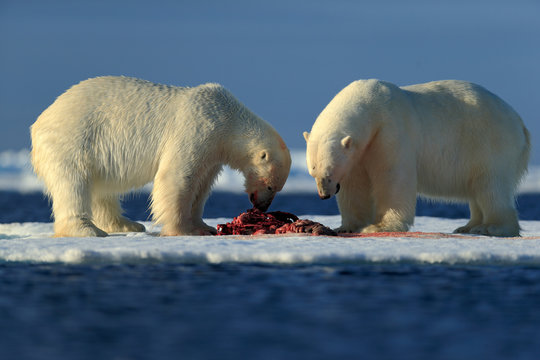 Couple of polar bears tearing hunted bloody seal skeleton in Arctic Svalbard