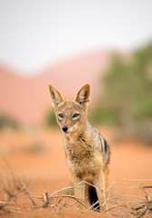 Young jackal walking on red sand of Sossusvlei, with dune and green tree in background, Sossusvlei, Namibia, Africa