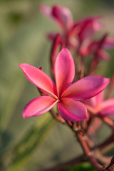 Fototapeta na wymiar Pink Plumeria or Frangipani Flowers