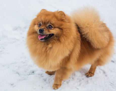 Spitz in the snow
