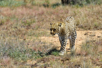 Fototapeta na wymiar Africa. Namibia. leopard